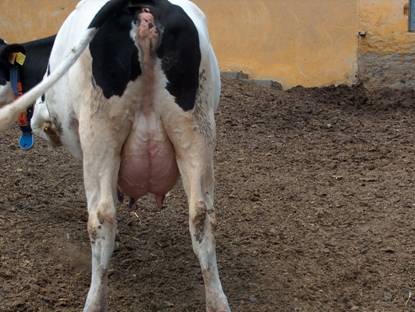 Meme ba?lant?s? güçlü bir inek